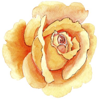 Sarı kır çiçeği çay-hibrid gül çiçek izole bir suluboya tarzında.