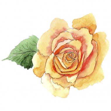 Sarı kır çiçeği çay-hibrid gül çiçek izole bir suluboya tarzında.