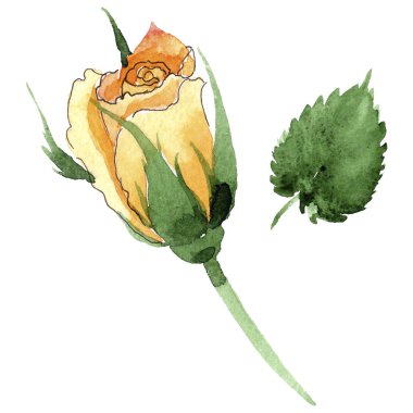 Sarı kır çiçeği çay-hibrid gül çiçek izole bir suluboya tarzında.