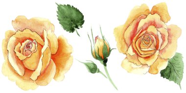 Sarı kır çiçeği çay-hibrid gül çiçek izole bir suluboya tarzında.