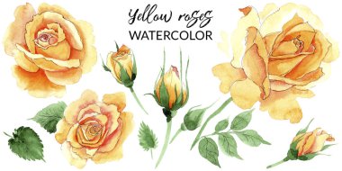 Sarı kır çiçeği çay-hibrid gül çiçek izole bir suluboya tarzında.