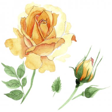 Sarı kır çiçeği çay-hibrid gül çiçek izole bir suluboya tarzında.