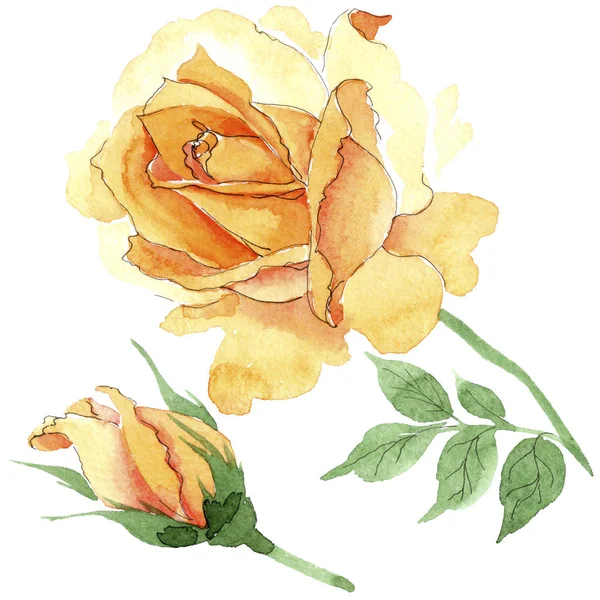Wildflower κίτρινο τσάι-υβριδικό τριαντάφυλλα λουλουδιών σε στυλ υδροχρώματος απομονωμένες. — Φωτογραφία Αρχείου