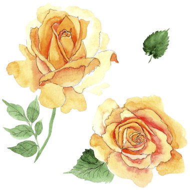 Sarı kır çiçeği çay-hibrid gül çiçek izole bir suluboya tarzında.