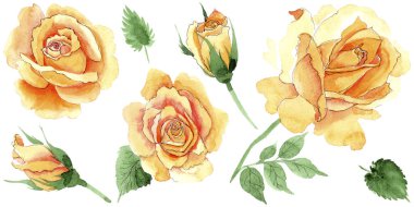 Sarı kır çiçeği çay-hibrid gül çiçek izole bir suluboya tarzında.