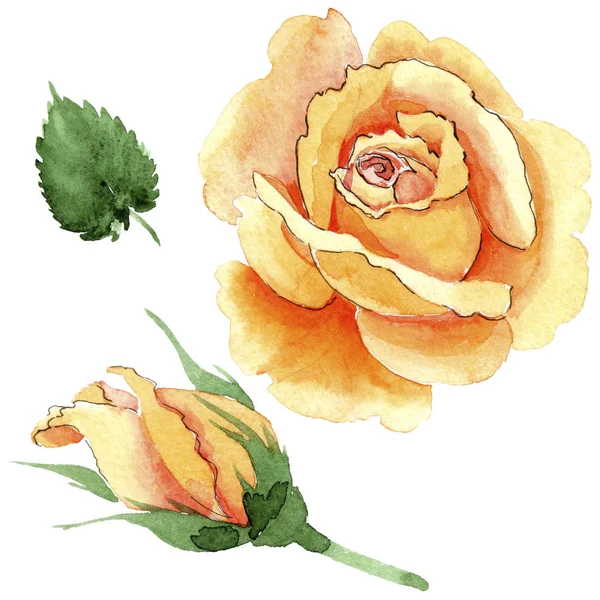 Sarı kır çiçeği çay-hibrid gül çiçek izole bir suluboya tarzında.