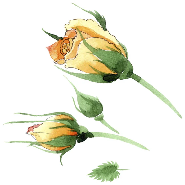 Wildflower κίτρινο τσάι-υβριδικό τριαντάφυλλα λουλουδιών σε στυλ υδροχρώματος απομονωμένες. — Φωτογραφία Αρχείου