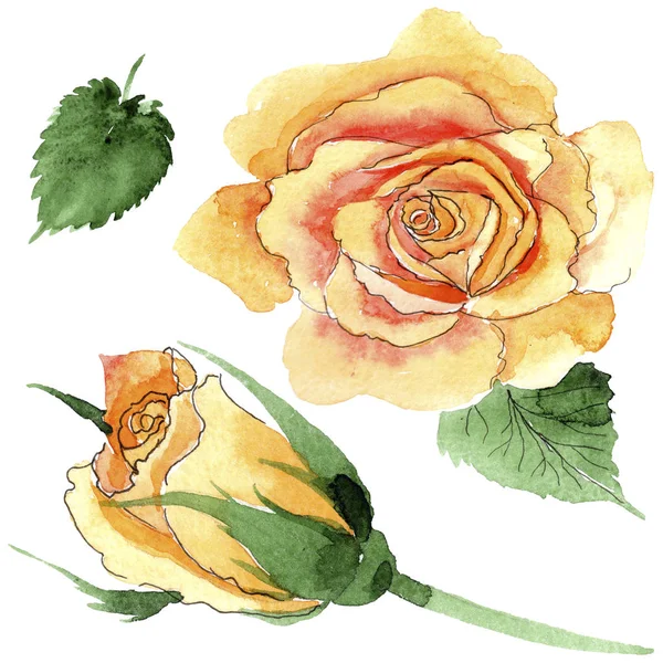 Vadvirág sárga tea-hibrid rózsák virág elszigetelt akvarell stílusú. — Stock Fotó