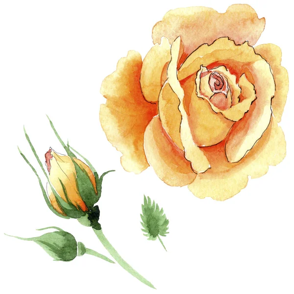 Flor de rosas de chá-híbrido amarelo Wildflower em um estilo aquarela isolado . — Fotografia de Stock