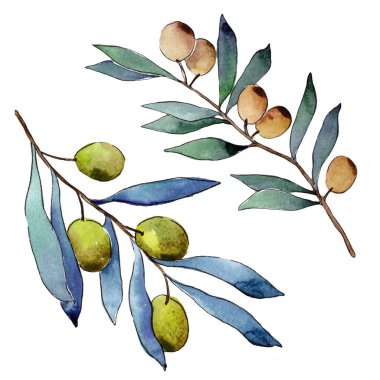 Zeytin ağacı izole bir suluboya tarzında.
