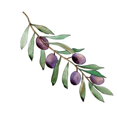 Zeytin ağacı izole bir suluboya tarzında.
