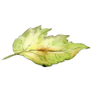 Alıç izole bir suluboya tarzında yaprakları.