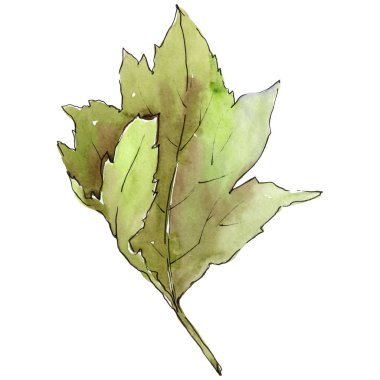 Alıç izole bir suluboya tarzında yaprakları.