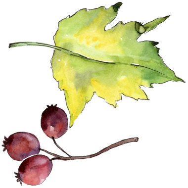 Alıç izole bir suluboya tarzında yaprakları.