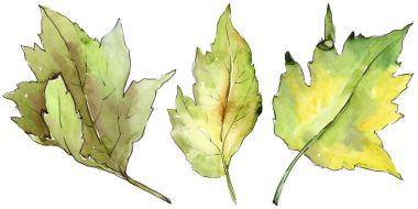 Alıç izole bir suluboya tarzında yaprakları.