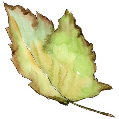 Alıç izole bir suluboya tarzında yaprakları.