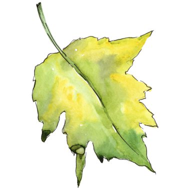 Alıç izole bir suluboya tarzında yaprakları.