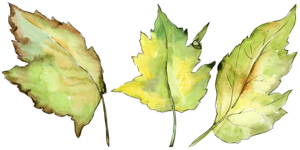 Feuilles d'aubépine dans un style aquarelle isolé . — Photo