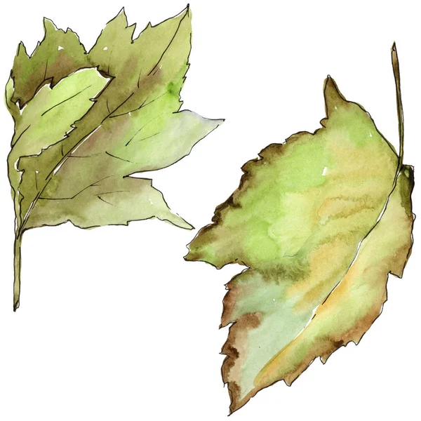 Leaves of hawthorn in a watercolor style isolated. — Stock Photo, Image