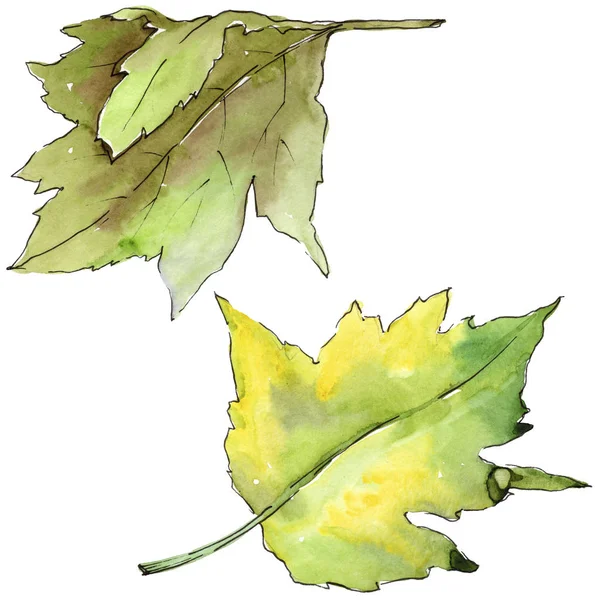 Leaves of hawthorn in a watercolor style isolated. — Stock Photo, Image