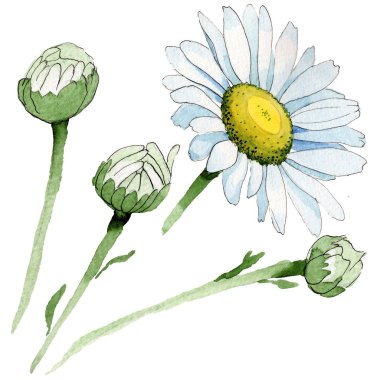 Kır çiçeği papatya çiçek izole bir suluboya tarzında.