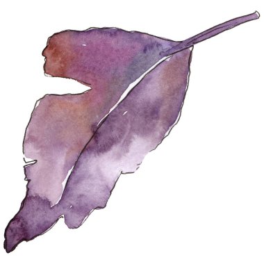 Alıç izole bir suluboya tarzında yaprakları.