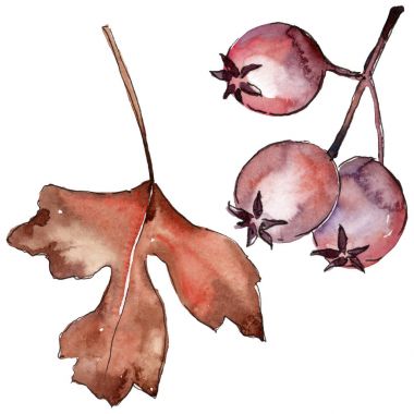 Alıç izole bir suluboya tarzında yaprakları.