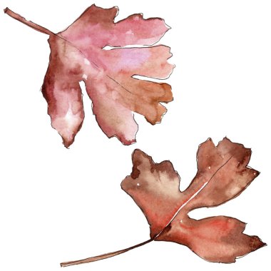 Alıç izole bir suluboya tarzında yaprakları.