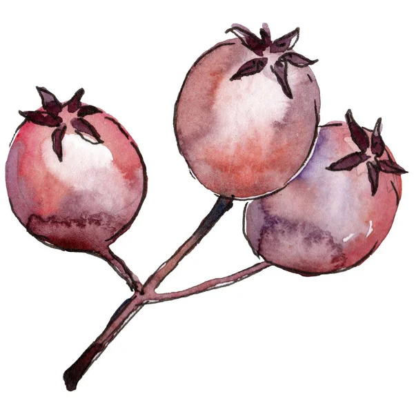 Berry d'aubépine dans un style aquarelle isolé . — Photo