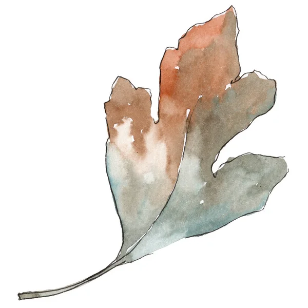 分離された水彩画のサンザシの葉. — ストック写真