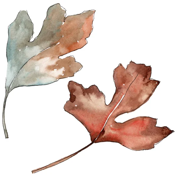 Folhas de espinheiro em um estilo aquarela isolado . — Fotografia de Stock