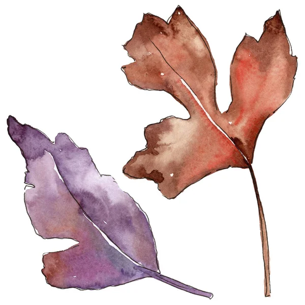 Leaves of hawthorn in a watercolor style isolated. — Stock Photo, Image