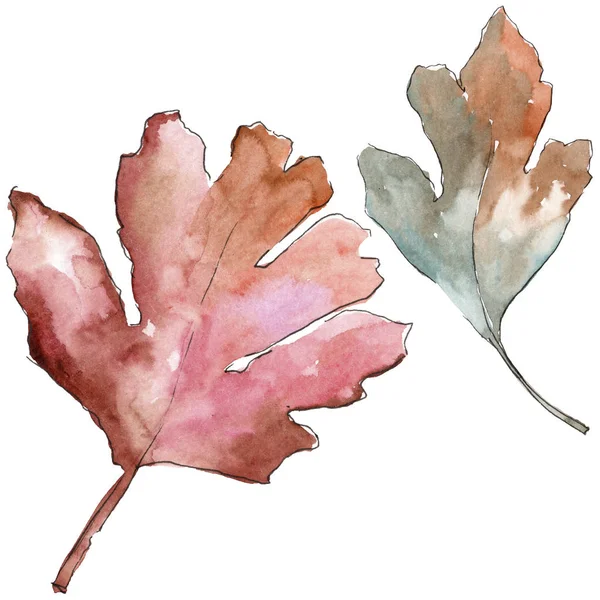 Листья боярышника в акварельном стиле изолированы . — стоковое фото