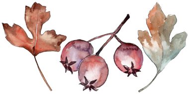 Alıç izole bir suluboya tarzında yaprakları.