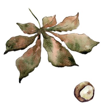 Kestane izole bir suluboya tarzında bırakır.