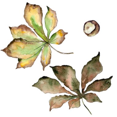 Kestane izole bir suluboya tarzında bırakır.