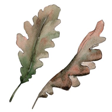 Bir suluboya tarzında izole Meşe yaprağı.