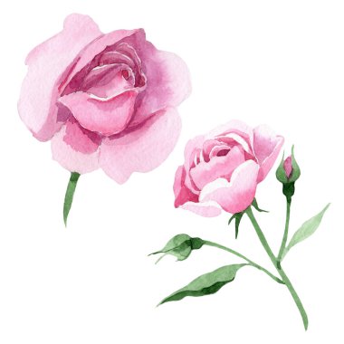 Rosa izole bir suluboya tarzında çiçek pembe kır çiçeği çay.