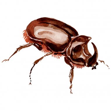 Egzotik böcekler vahşi böcek izole bir suluboya tarzında.