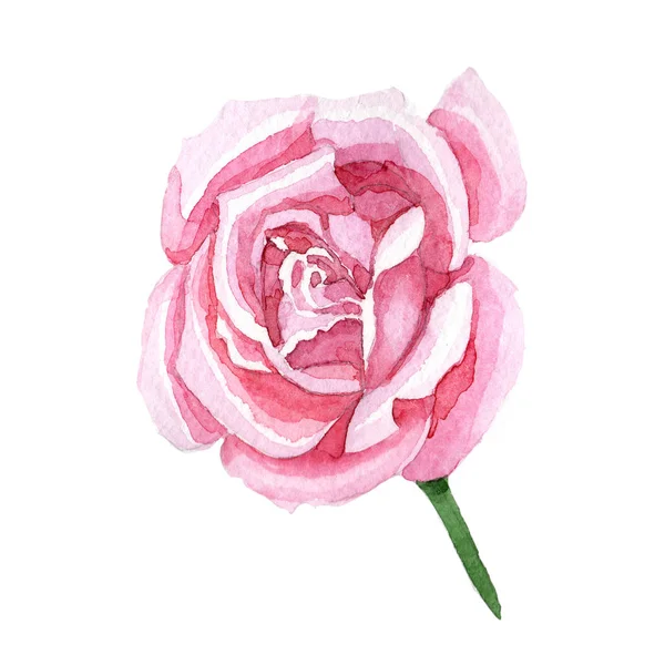 Fleurs sauvages rose thé rose fleur de rose dans un style aquarelle isolé . — Photo