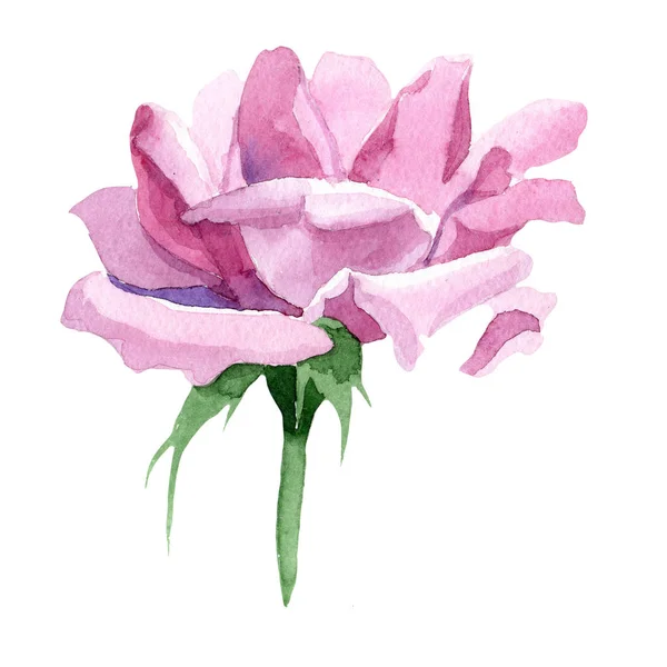 Wildflower roze thee rosa bloem in een aquarel stijl geïsoleerd. — Stockfoto