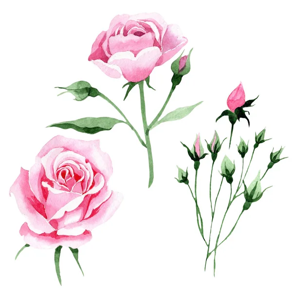 Wildblume rosa Tee rosa Blume in einem Aquarell-Stil isoliert. — Stockfoto