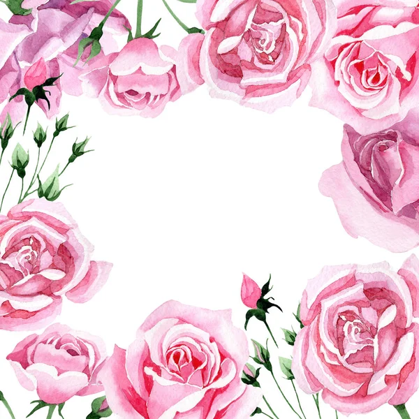 Wildflower rosa chá rosa moldura da flor em um estilo aquarela . — Fotografia de Stock