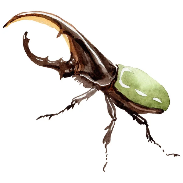 Exotické brouky divoký hmyz ve stylu akvarelu, samostatný. — Stock fotografie