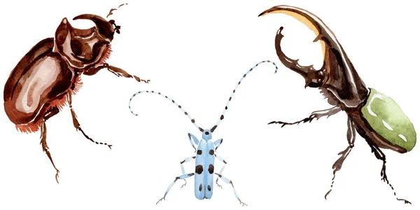 Egzotikus bogarak vadon élő rovarok elszigetelt akvarell stílusú. — Stock Fotó
