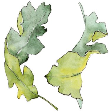Bir suluboya tarzında izole Meşe yaprağı.
