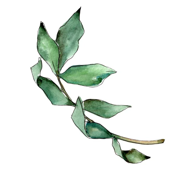 Ash bladeren in een aquarel stijl geïsoleerd. — Stockfoto