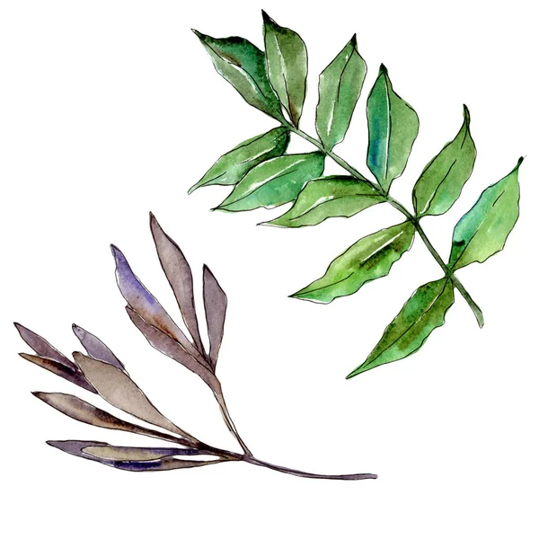 Ash leaves in a watercolor style isolated.