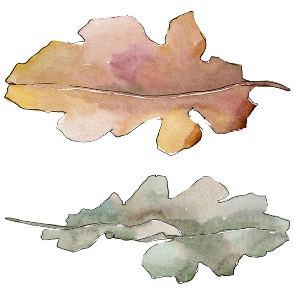 Feuilles de chêne dans un style aquarelle isolé . — Photo