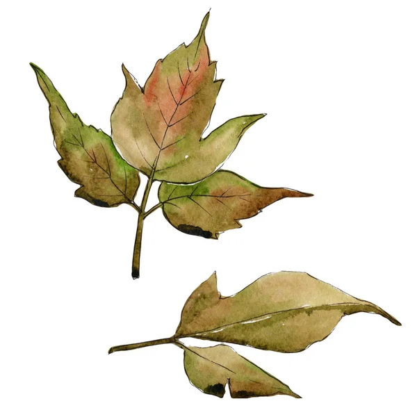 Клен листя в акварельному стилі ізольовані . — стокове фото